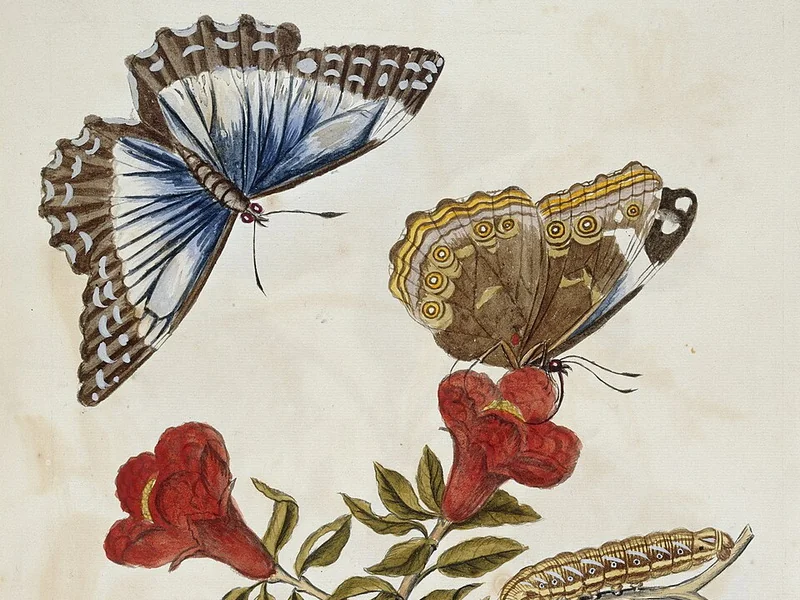 1647-Maria Sibylla Merian - Farfalla e bruco Farfalla